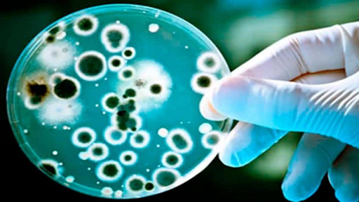 Doenças Causadas por Vírus e Bactérias Entenda a Diferença1